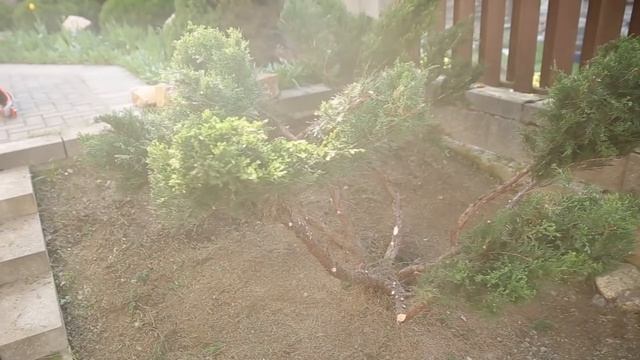 КАЗАЦКИЙ МОЖЖЕВЕЛЬНИК СТРИЖКА НИВАКИ \ JUNIPERUS SABINA/Властелин туи/СтрижкаТуиМинск