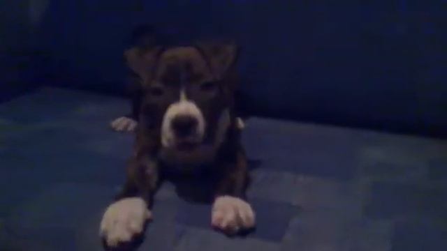 Стаффорд Цезарь смотреть онлайн