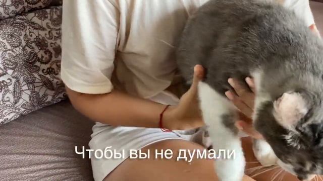 КАК УСПОКОИТЬ КОШКУ. как ПОДСТРИЧЬ когти КОШКЕ. переводчик с кошачьего