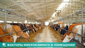 Модерн Ферма — Как содержание сельскохозяйственных животных влияет на конечный продукт?