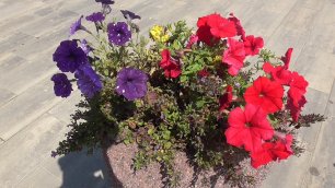Видео про цветы. Синяя петуния и красная петуния