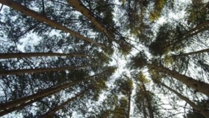 Рано рано по утру...