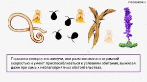 19  Основные типы экологических взаимодействий