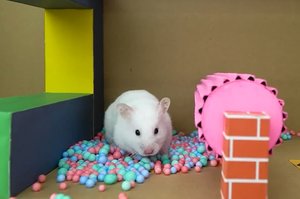 Приключения Хомы! \\ Хомячок ХОМА Проходит лабиринт ПОП-ИТ!