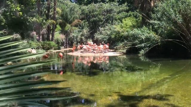 Розовые фламинго. Зоопарк Барселоны. 2019 смотреть онлайн