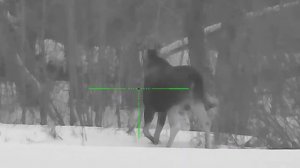 Прицел Sytong ht-60,(видео Охота) днём, дистанция + - 200 метров