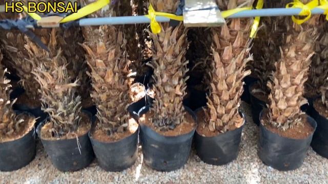 Foliage Alive Phoenix Roebelenii Home Decoration Plant смотреть онлайн