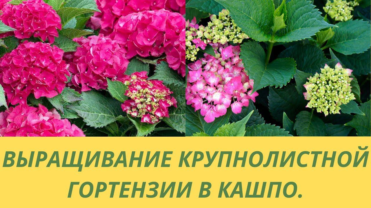 Гортензия крупнолистная. Выращиваю гортензию в кашпо- почему не в открытом грунте? Секреты ухода.