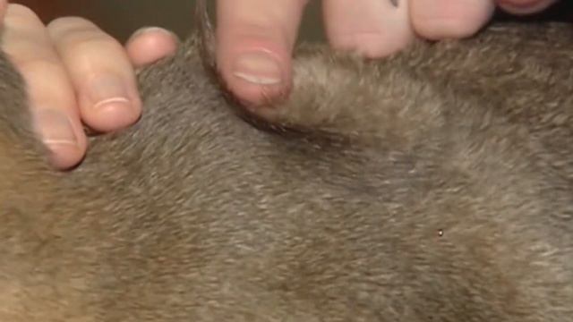 Кошачья логика:  абиссинцы