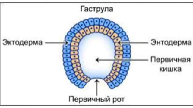 Эмбриональный период развития.
