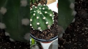 Echinopsis SUBDENUDATA (Эхинопсис выпускает 2 бутона)