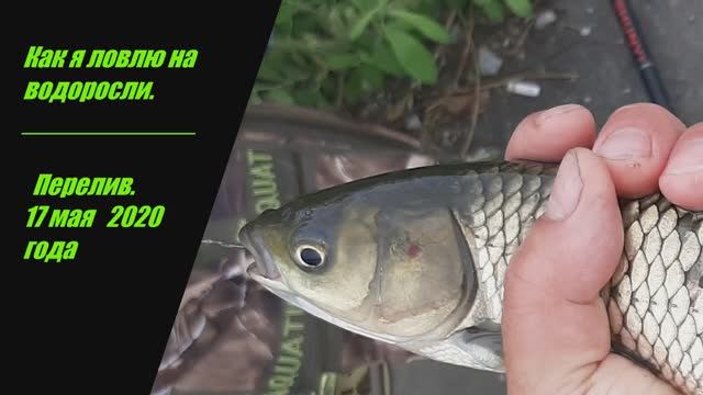Как я ловлю на водоросли? Описание снастей.