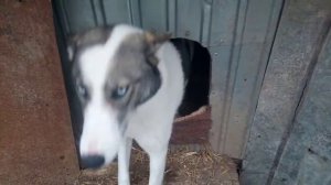 Западно - сибирская лайка, якутская лайка и карело-финские лайки