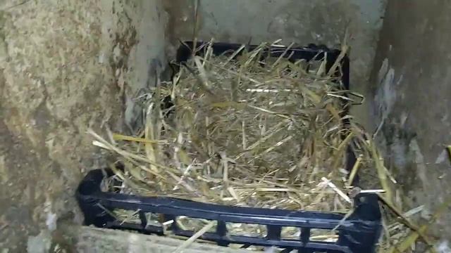 ИНДОУТКИ НАЧАЛИ НЕСТИСЬ//ПЕРВОЕ ЯЙЦО//07.03.2022// смотреть онлайн