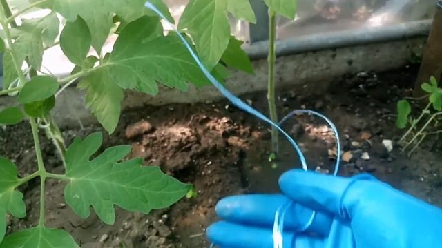 Уход за томатами, подвязка, пасынкование | Growing tomatoes, garter, pinching