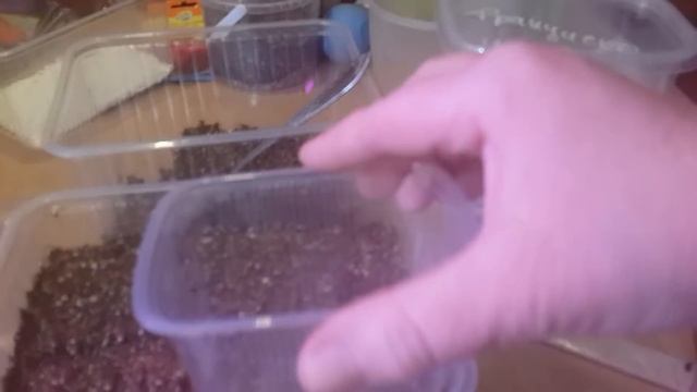 Сею лук.Любимая присыпка для семян.