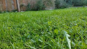 Помет Д питомник Рату Уелле