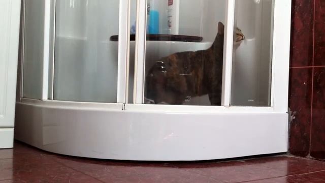 Кошка в душе смотреть онлайн