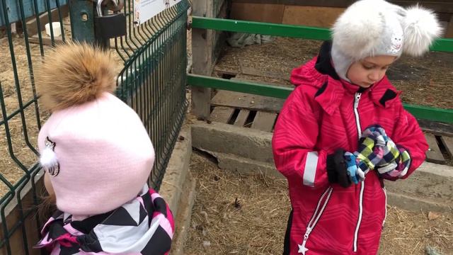 Почему мама зебра всегда находится рядом с малышом. смотреть онлайн