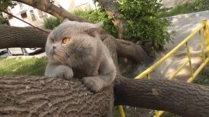 Британские коты на прогулке.