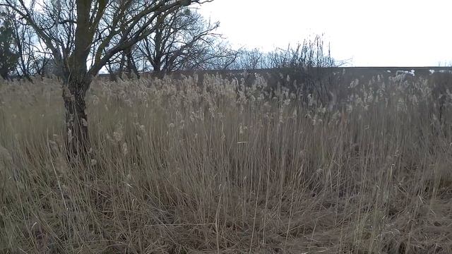Натаска спаниеля "Русский охотничий спаниель" Рей