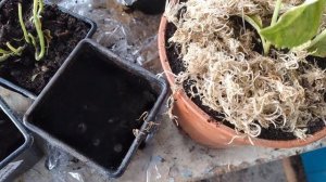 Получила укорененные черенки крупнолистных гортензий осенью. Что делаю с ними дальше?