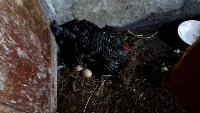 Проведаем квочку Клаву. Подложила основную кладку яиц смотреть онлайн