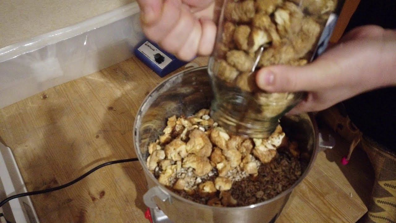 Ежевик Гребенчатый. Измельчаем зерномицелий с плодовыми телами.