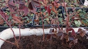 Легкое размножение ЕЖЕВИКИ!