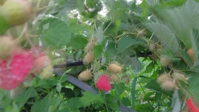 Малина Соколица - летний сорт с шикарной ягодой смотреть онлайн