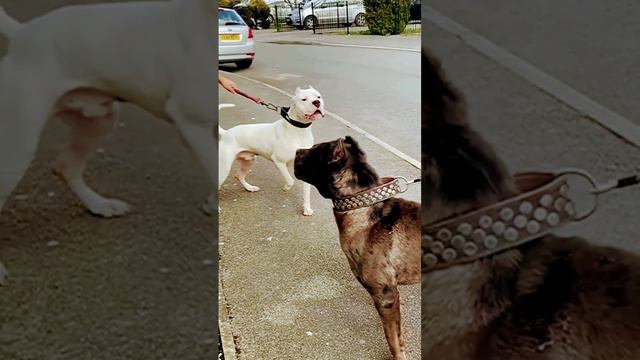 pitbull vs dogo argentino #dog #doglover #hemudoglover #dogoargentino #heevbikelover