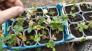 Подготовка рассады клубники к зиме!