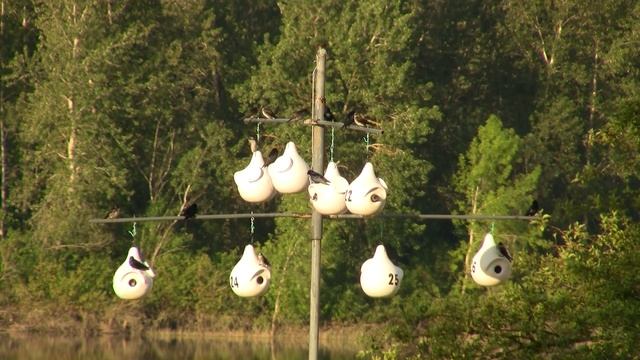 Small Bird in Martin's Nest. Мелкая птица в гнезде ласточки (2474sp) смотреть онлайн