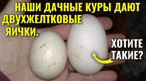 ДВУХЖЕЛТКОВОЕ ЯЙЦО в нашем курятнике не редкость!