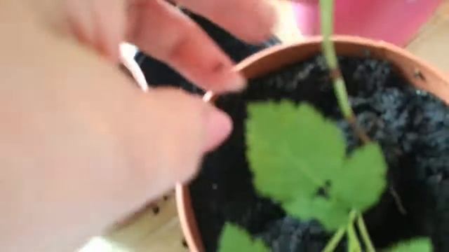 Перевалка петунии и малины.27.03.18 смотреть онлайн