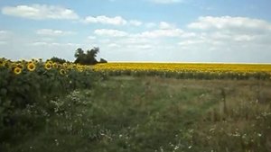 Подсолнечник Майсадур