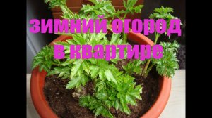 КАКУЮ ЗЕЛЕНЬ МОЖНО ВЫРАСТИТЬ ЗИМОЙ  В  КВАРТИРЕ .КАК  ОРГАНИЗОВАТЬ ЗИМНИЙ ОГОРОД  В КВАРТИРЕ  ?