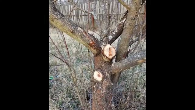 Купили заброшенный участок. смотреть онлайн