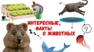 Интересные факты о животных.