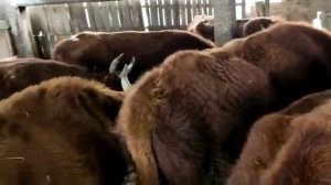 Бычки калмыкской породы