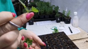 Черенкование вегетативной вербены.