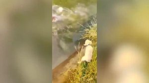 Посмотрите! Эти Животные Спасли Детей и Людей