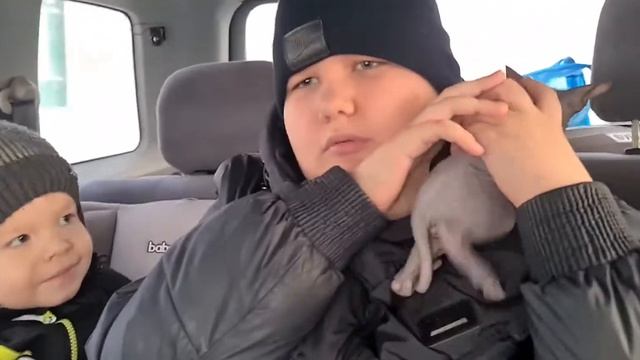 покупка котёнка/канадский сфинкс