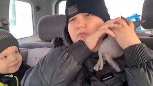 покупка котёнка/канадский сфинкс