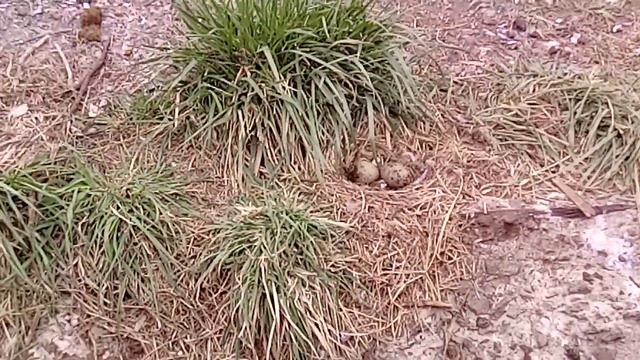 Гнездо чайки. смотреть онлайн