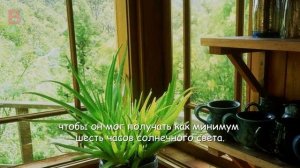 Как быстро вырастить зеленый лук у себя дома