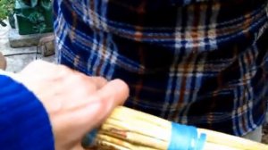 Как ПРОДЛИТЬ ЖИЗНЬ ВЕНИКУ