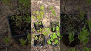 Зимостойкие Рододендроны 2022г