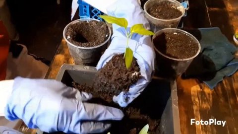 Пекирование сладких перцев