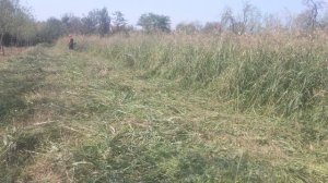 STIHL FS 560 C-EM vs buruieni 2m